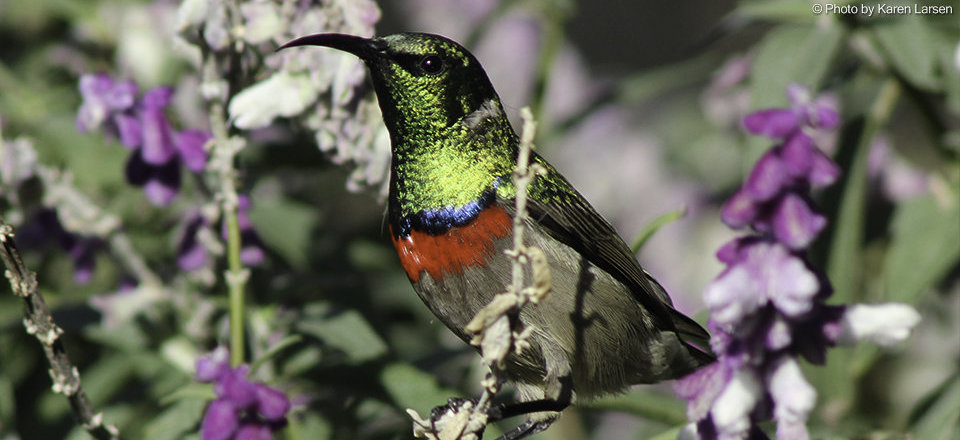 and Local Bird Watching Hotspot